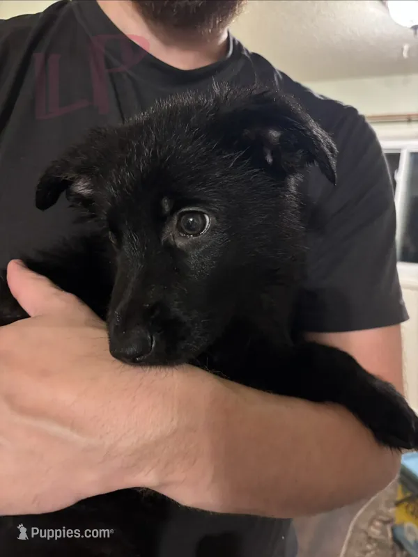 Light Pink – German Shepherd Dog puppy for sale in Fulton, NY