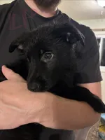 Light Pink, a female German Shepherd Dog for sale in Fulton, NY – 1 of 1