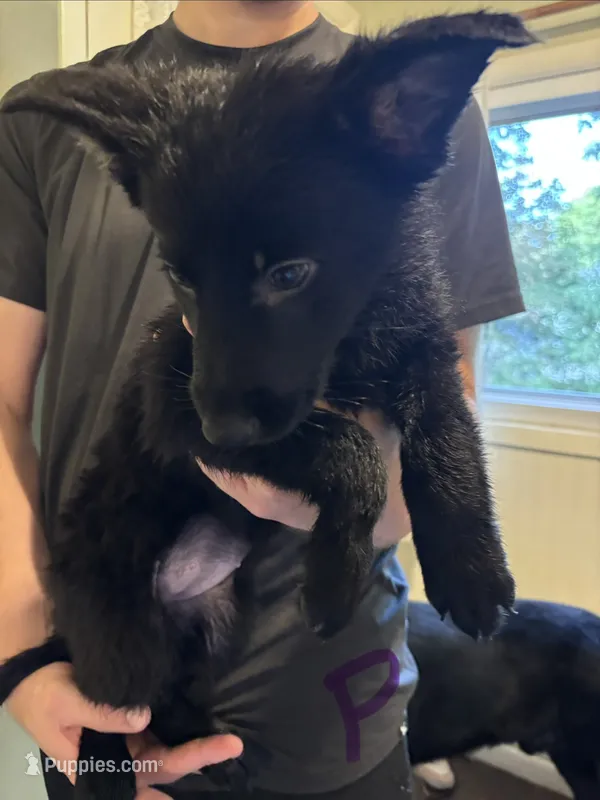 Purple – German Shepherd Dog puppy for sale in Fulton, NY
