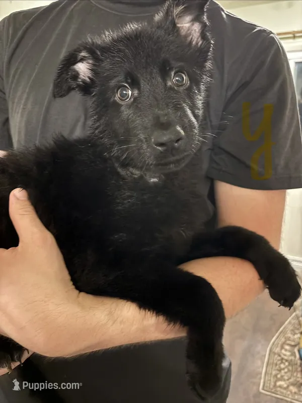 Yellow – German Shepherd Dog puppy for sale in Fulton, NY