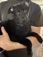 Yellow, a male German Shepherd Dog for sale in Fulton, NY – 1 of 1