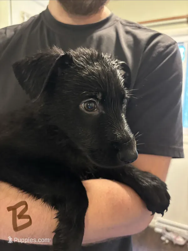 Brown – German Shepherd Dog puppy for sale in Fulton, NY