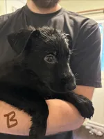 Brown, a male German Shepherd Dog for sale in Fulton, NY – 1 of 1