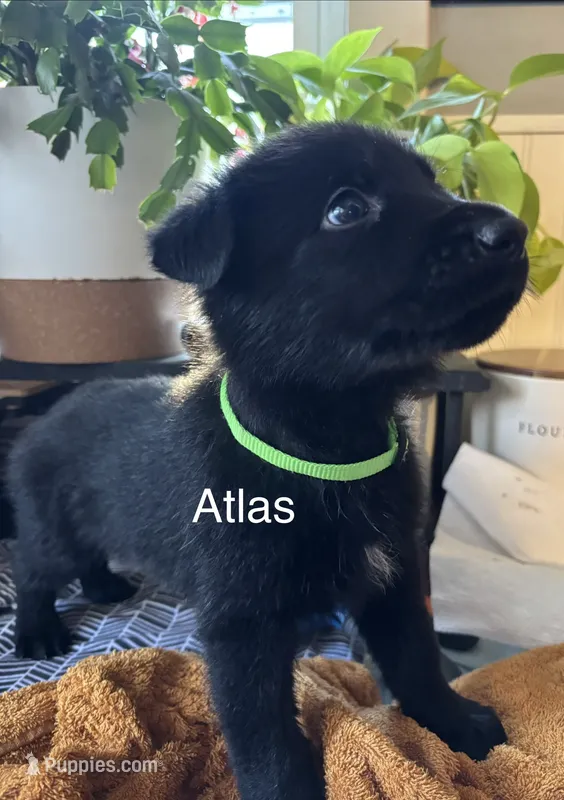 Atlas