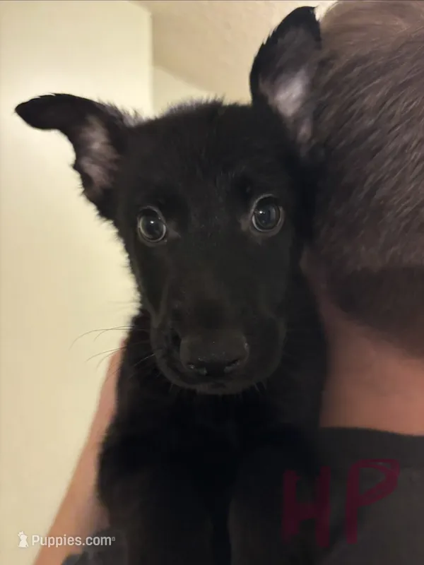 Hot Pink – German Shepherd Dog puppy for sale in Fulton, NY