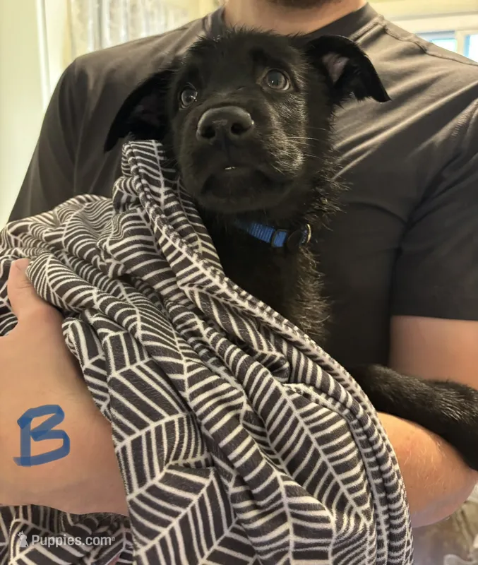 Blue - Boy – German Shepherd Dog puppy for sale in Fulton, NY