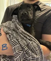 Blue - Boy, a male German Shepherd Dog for sale in Fulton, NY – 1 of 1