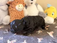 Willow, a female Cavapoo for sale in Middletown, OH – 3 of 4
