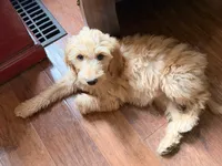 Tessa, a female Goldendoodle for sale in Middletown, OH – 2 of 6
