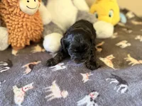 Willow, a female Cavapoo for sale in Middletown, OH – 4 of 4
