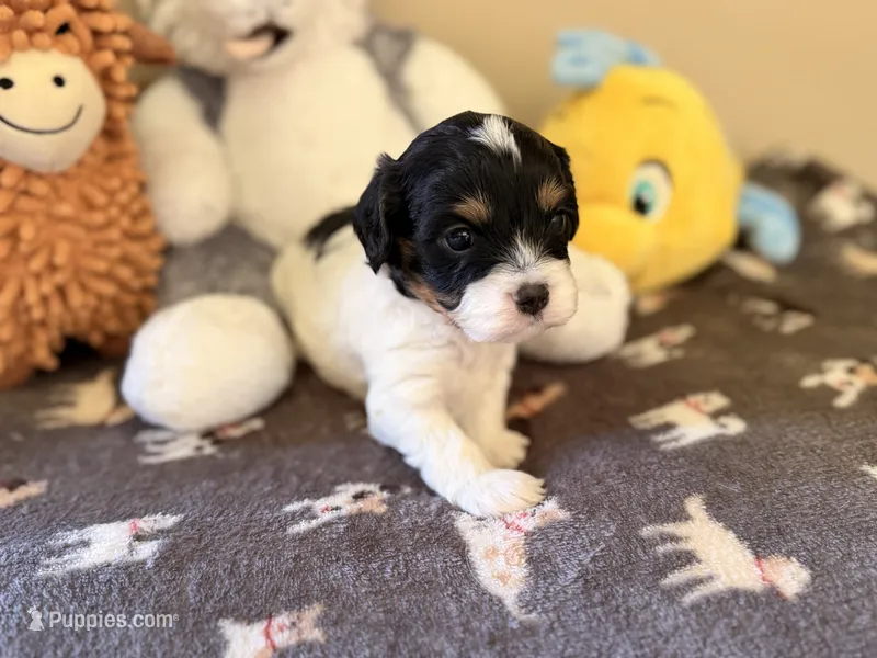 Cedar – Cavapoo puppy on hold in Middletown, OH