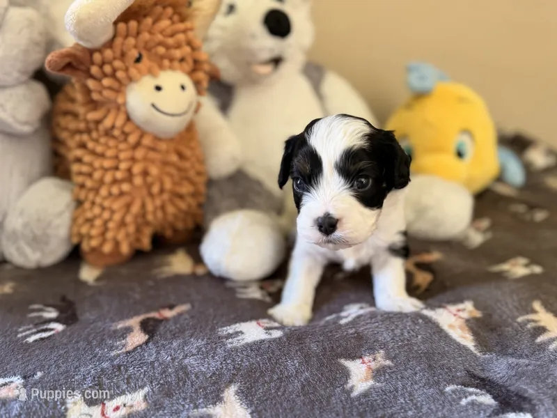 Aspen – Cavapoo puppy for sale in Middletown, OH