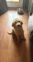 Tessa, a female Goldendoodle for sale in Middletown, OH – 3 of 6