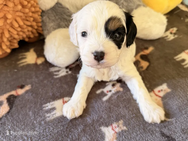 Frosty – Cavapoo puppy for sale in Middletown, OH