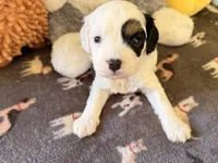 Frosty, a male Cavapoo for sale in Middletown, OH – 1 of 3