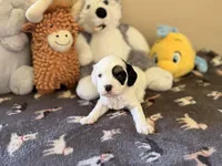 Frosty, a male Cavapoo for sale in Middletown, OH – 2 of 3