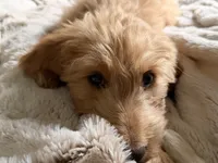 Tessa, a female Goldendoodle for sale in Middletown, OH – 5 of 6