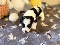Aspen, a male Cavapoo for sale in Middletown, OH – 4 of 4