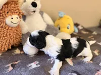 Aspen, a male Cavapoo for sale in Middletown, OH – 3 of 4