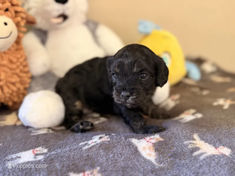 Willow – Cavapoo puppy for sale in Middletown, OH