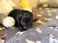 Willow, a female Cavapoo for sale in Middletown, OH – 2 of 4