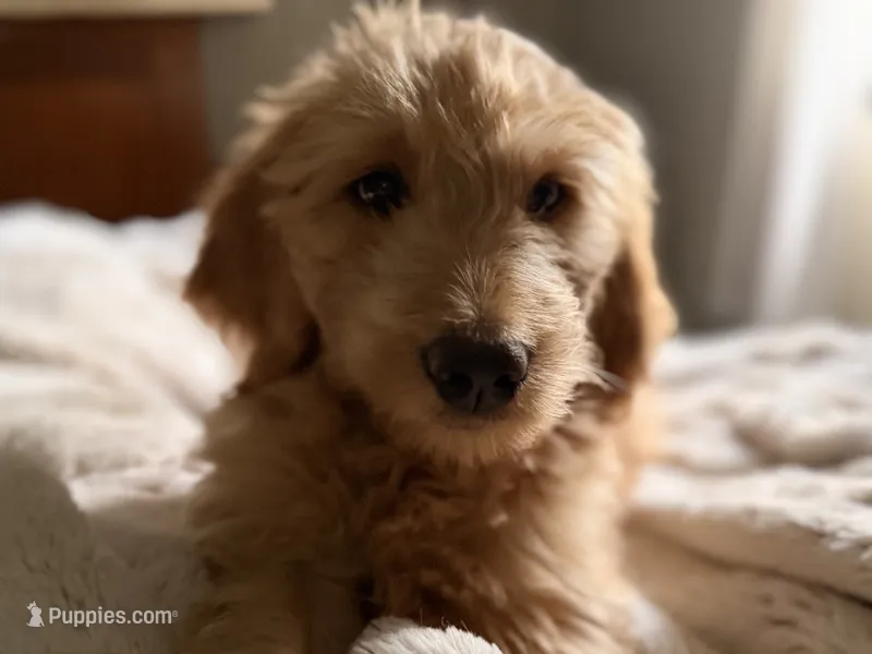 Tessa – Goldendoodle puppy for sale in Middletown, OH