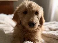 Tessa, a female Goldendoodle for sale in Middletown, OH – 1 of 6