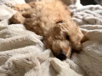 Tessa, a female Goldendoodle for sale in Middletown, OH – 4 of 6