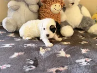 Frosty, a male Cavapoo for sale in Middletown, OH – 3 of 3