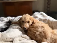 Tessa, a female Goldendoodle for sale in Middletown, OH – 6 of 6