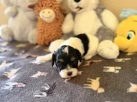 Cedar, a male Cavapoo for sale in Middletown, OH – 2 of 2
