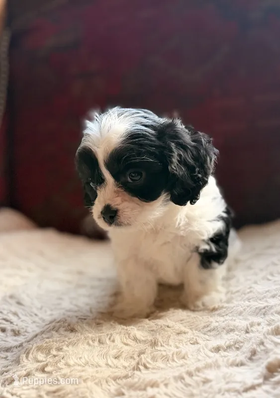 Aspen – Cavapoo puppy for sale in Middletown, OH