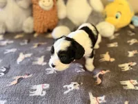 Aspen, a male Cavapoo for sale in Middletown, OH – 2 of 4