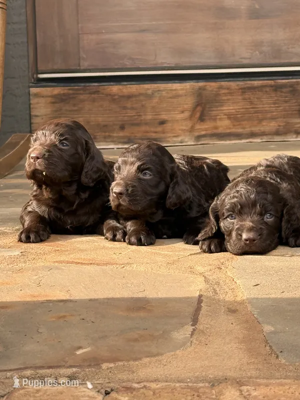 Prince – Boykin Spaniel puppy for sale in Lavonia, GA