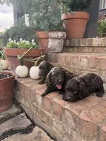 Prince, a male Boykin Spaniel for sale in Lavonia, GA – 2 of 4