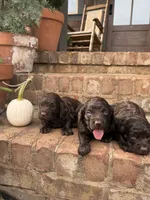 Prince, a male Boykin Spaniel for sale in Lavonia, GA – 4 of 4