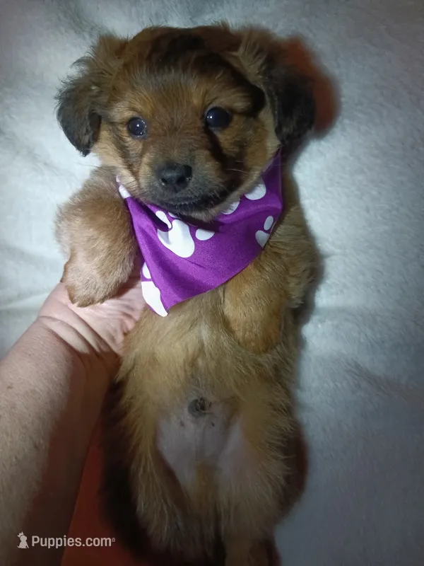 Chewbacca  – Pomeranian puppy for sale in Colebrook, NH