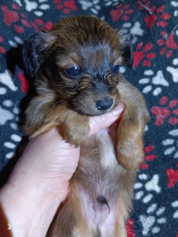 Kenai – Pomeranian puppy for sale in Colebrook, NH