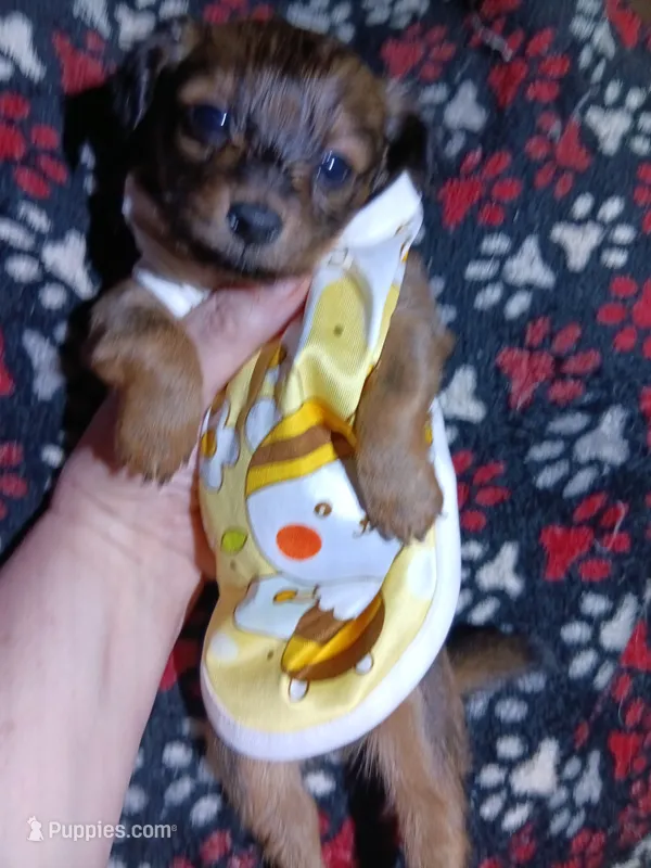 Kenai – Pomeranian puppy for sale in Colebrook, NH