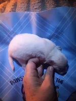 AngeL, a male Pomeranian for sale in Colebrook, NH – Photo 2 of 2