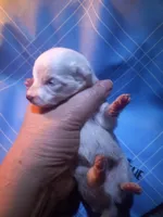 AngeL, a male Pomeranian for sale in Colebrook, NH – Photo 1 of 2