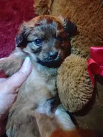 Chewbacca , a male Pomeranian for sale in Colebrook, NH – 1 of 1