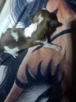 processed/62e31aa4-4722-4806-bd3c-76d0ecf7af35/listing/4e8c8201-6d97-49c8-a009-58c34b2808cd/55603b0b-213a-47bd-a984-c2ab022e0396