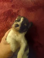 Elsa, a female Miniature Dachshund for sale in Colebrook, NH – Photo 1 of 2