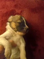 Elsa, a female Miniature Dachshund for sale in Colebrook, NH – Photo 2 of 2