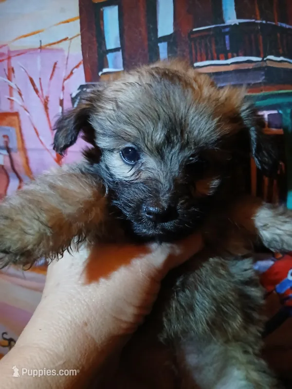 Bella – Pomeranian, Miniature Dachshund puppy for sale in Colebrook, NH