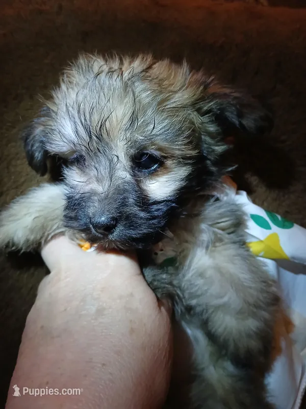 Bella – Pomeranian, Miniature Dachshund puppy for sale in Colebrook, NH