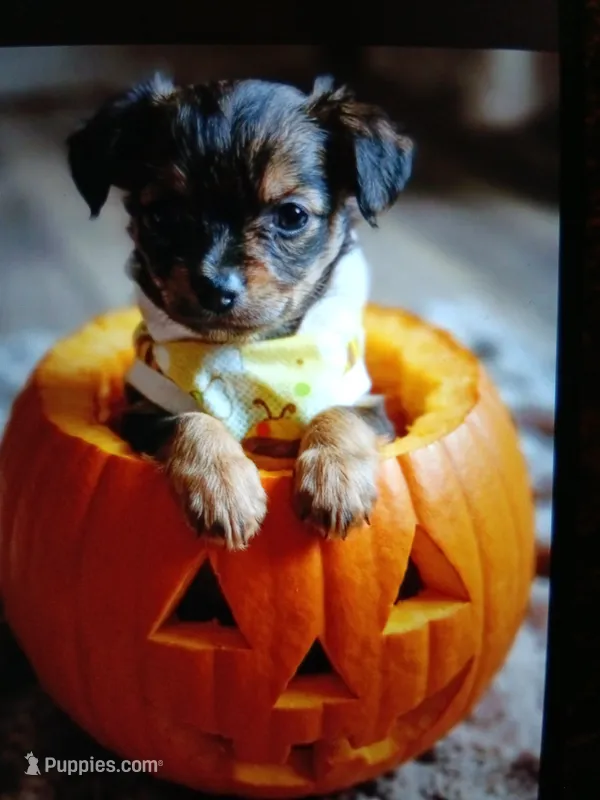 Kenai – Pomeranian puppy for sale in Colebrook, NH
