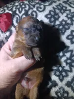  Koda, a male Miniature Dachshund for sale in Colebrook, NH – 2 of 2