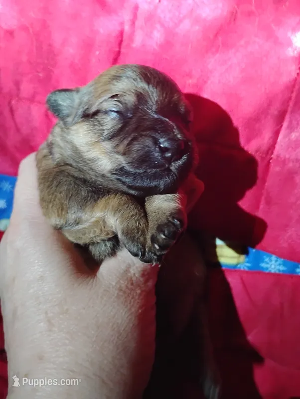 Bear – Pomeranian, Miniature Dachshund puppy for sale in Colebrook, NH